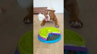 Breakfast for Choco