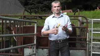 Cattle injections with Sterimatic system for safer cleaner injections