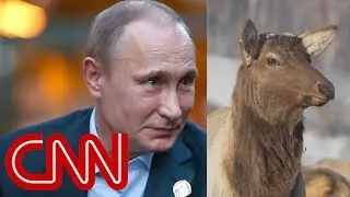 Putin and 'magic' deer antler blood