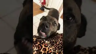 Morning dog talks with my sweet baby loki #dog #doglover #morningtalk #puppy #dogmom #loki #dogtalk