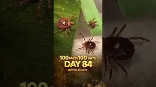LoneStar Tick Bite Makes You a VEGETARIAN for Life?❓ #shortvideo #ytshorts #viralshorts