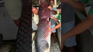 The fish with the world's strongest skin #shorts #fish #facts