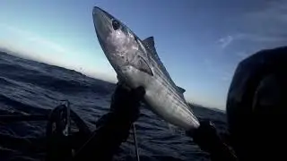 Atlantic bonito and Dentex Dentex