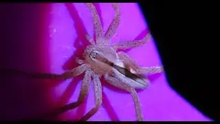 Micrommata ligurina   Greece  by  Theo
