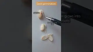seed germination #biology #biologybasics #youtubeshorts #shorts