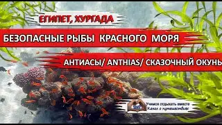 ЕГИПЕТ| Безопасные рыбы Красного моря. Антиасы/ Золотые рыбки/ Anthias