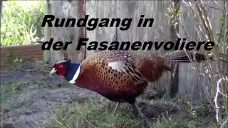 Rundgang in meiner Fasanenvoliere