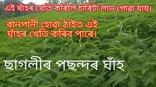 Grass for goat. Assam goat farm. 8638035590