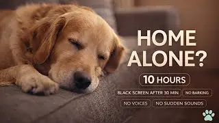 Music for Dogs Home Alone 🐶 Calm Piano for Separation Anxiety (10 Hours)