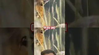 Hunting lion #shortvideo