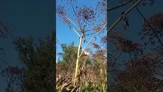 Another world #hogweed #hugeflower #giant #plants
