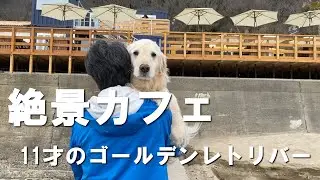 「37CAFE」テラスOKになった愛犬家が絶対満足するカフェを紹介するゴールデンレトリバーのはっち