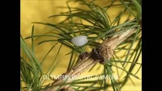 miele di melata di larice