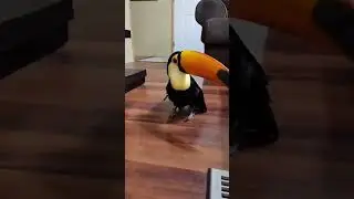 Awesome bird jumping 🤩 guess name?#shorts