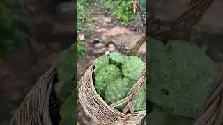 Survival Skills in Forest:🏝️ single mom with Lotus Seed skills 🥭🍊🍏😂#survival #camping#bushcraft