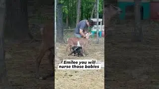 First time Goat Mom didn't want to nurse her baby goats. Looks like we figured it out, watch.