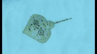 (ocean) como encontrar  Pacific Starry Skate, California Sea Lion y California Flounder en dbsa