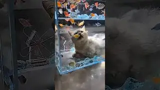 Owner built a special aquarium for cat 😍 #shorts #cat