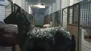 лошади, лошадиная ферма, кони, кобылы, кормления а денниках