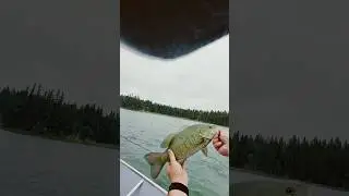 Catching Massive Smallmouth bass in Canada with Meta AI #metaai #bass #fishing #manitoba #canada