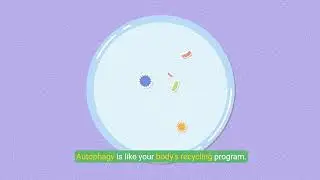 Fasting: A Guide to Body Rejuvenation and Cellular Health