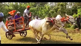 A bellowing bull running a race at Asoga