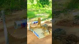 Survival The best single underground quail trap #video shorts