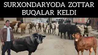 Surxondaryo V Denov Tumanida Zottar Buqalar keldi 2025 yil