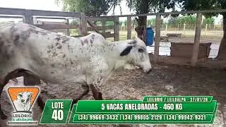 LOTE 40   5 VACAS ANELORADAS   460 KG - LEILORIO & LEILOALPA - 27/01/2026