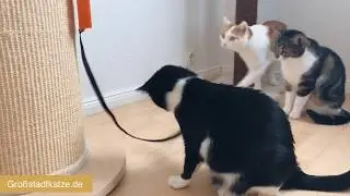 Tolles Katzenspielzeug Fling-Ama-String&trade;