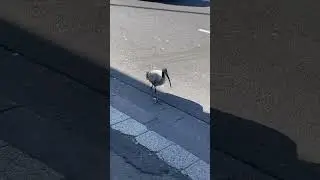 Curious Ibis #australia #bird #ibis