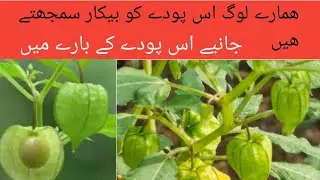 Plant identification /Weeds identification/Physalis minima/Ground Cherry/Benefits/Habitat/Uses/