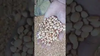 Export quality peanuts