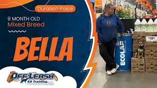 9 mo Mix Breed Bella ~ Best Mixed Breed Trainers ~ Off Leash K9 Training Phoenix