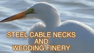 Great Egret: Fishing in Breeding Plumage: NARRATED