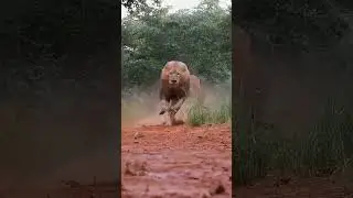#viral #lion #king #ruhisingh