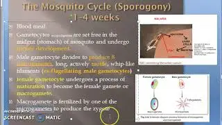 Parasitology 075 g Plasmodium Malaria Sporogony Mosquito Definite Travelling Vermicule Ookinete