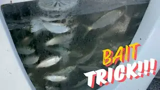 Trick to Catching Bait in Tampa Bay!