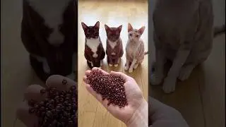 3 Cats Watching Beads ASMR 😺💎 | Oddly Satisfying No Talking ASMR | Viral Cat Video #shorts #asmr