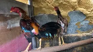 Galos de Raça Nova Genética Chegando  👍