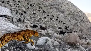 Leopard attacks the sheep and hunts them by the cruel shepherd پلنگ به گوسفندها حمله میکنه شکارش میک