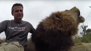 Interrupting Lion - #SaveLions