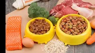 Chicken soup for furry friends: Demand soars for fresh pet food