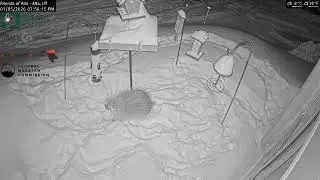 2026-01-05 - Day - Friends of Alta - Alta, UT - Live Stream Bird Feeder Cam