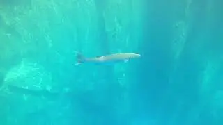 The elusive barracuda fish right before my very eyes in Barracuda Lake, Coron, Palawan