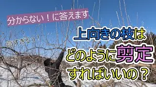 分からない！に答えます　上向きのりんごの枝はどのように剪定すればいいの？
