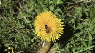 Harvesting Dandelion flowers
