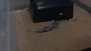 Cassiopeia - Knobtail Gecko - Feeding Time