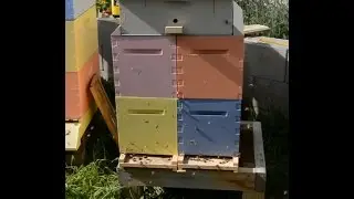 Dual Hive