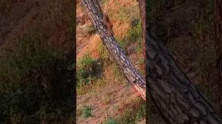 #monkey #wilderness #funnymonkey #trending